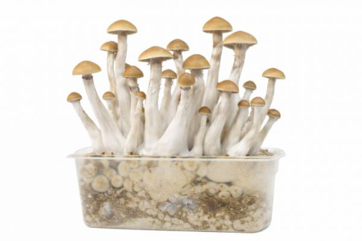 Treasure Coast Growkit 1200cc