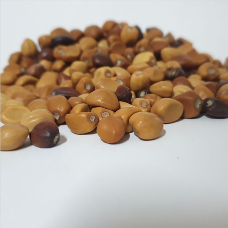 Morning Glory Seeds White 100g Morning Glory Seeds White 100g