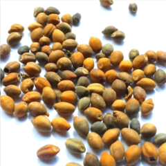 Ololiuhqui (Rivea corymbosa) 100g